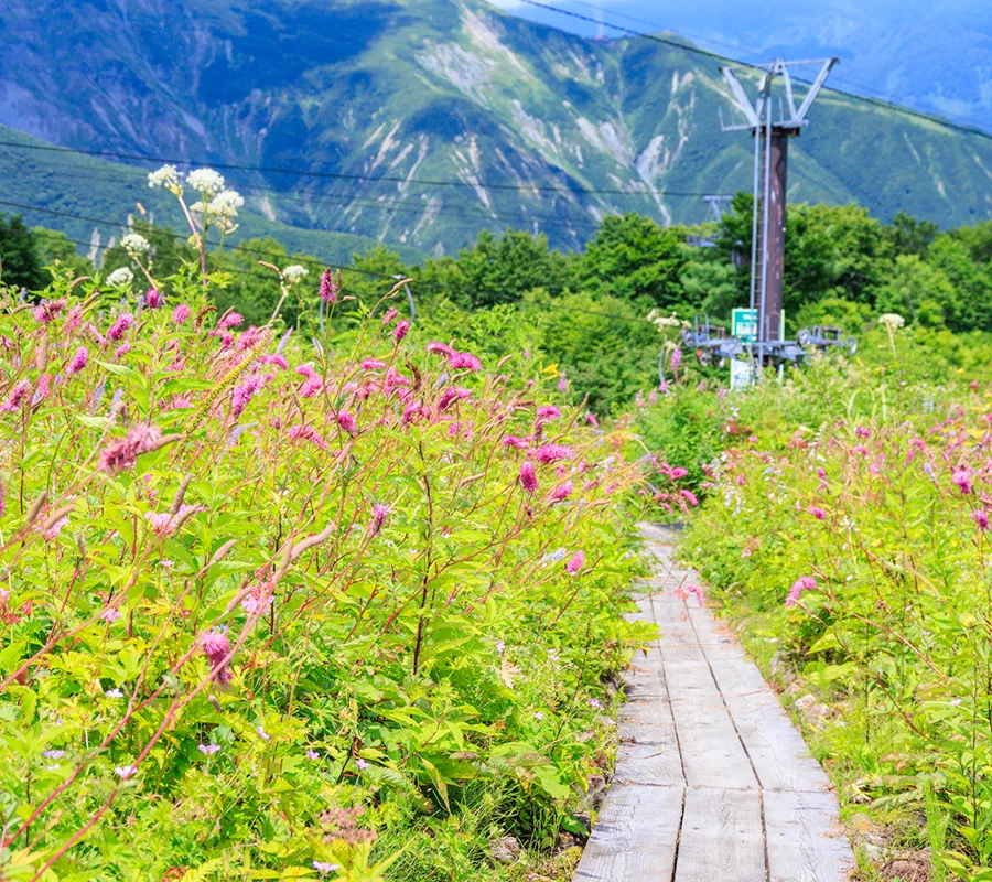 白馬五竜高山植物園